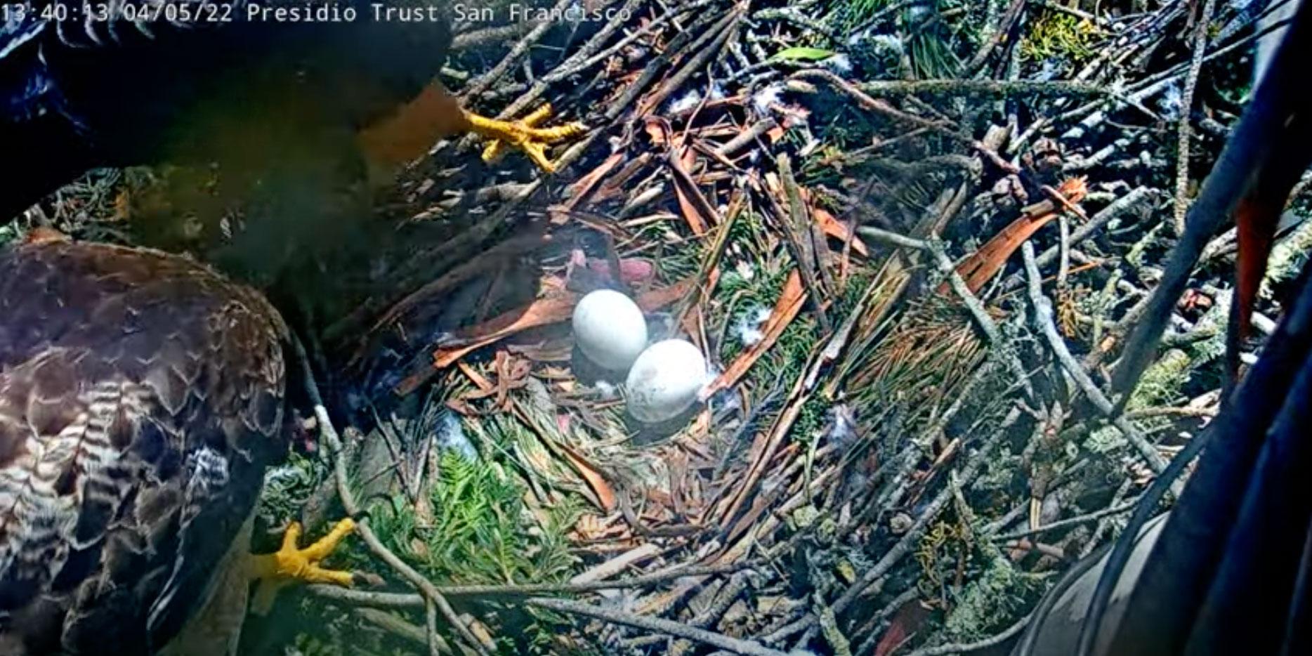 Red-tailed hawk mother and two eggs in nest