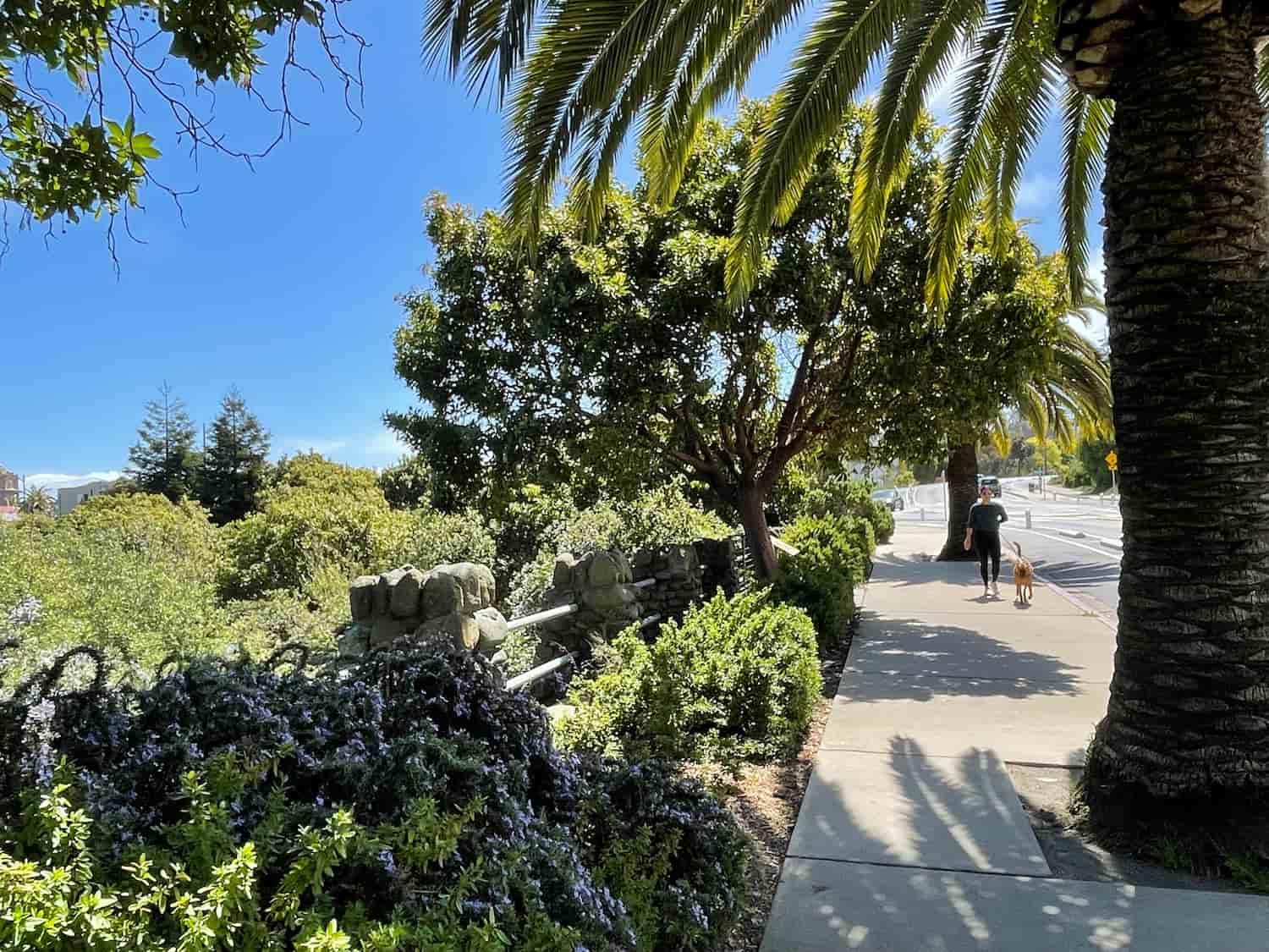 Man walking his dog along the Presidio Promenade Trail next to Thompson Reach.