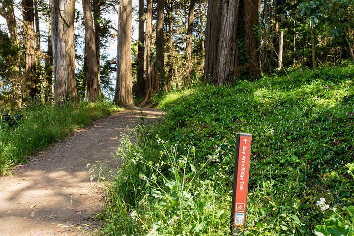 Bay Area Ridge Trail with forest and trail sign. Photo by Charity Vargas.