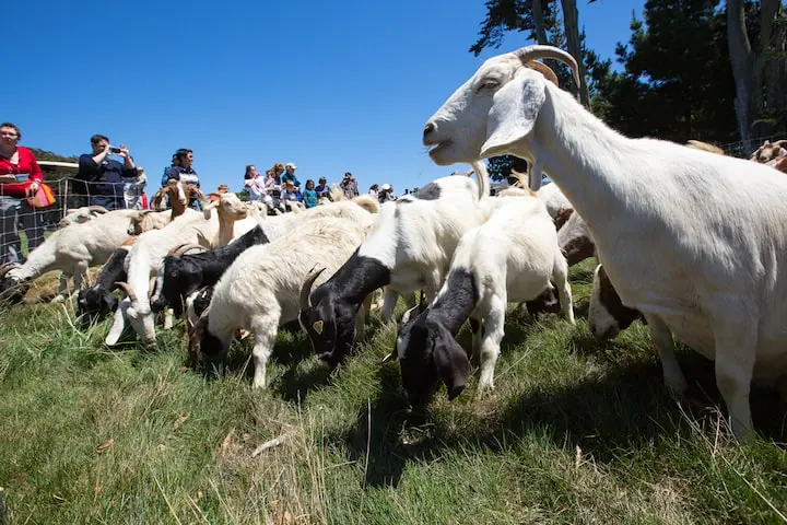 A goat eating invasive plants at Presidio Golf Course.