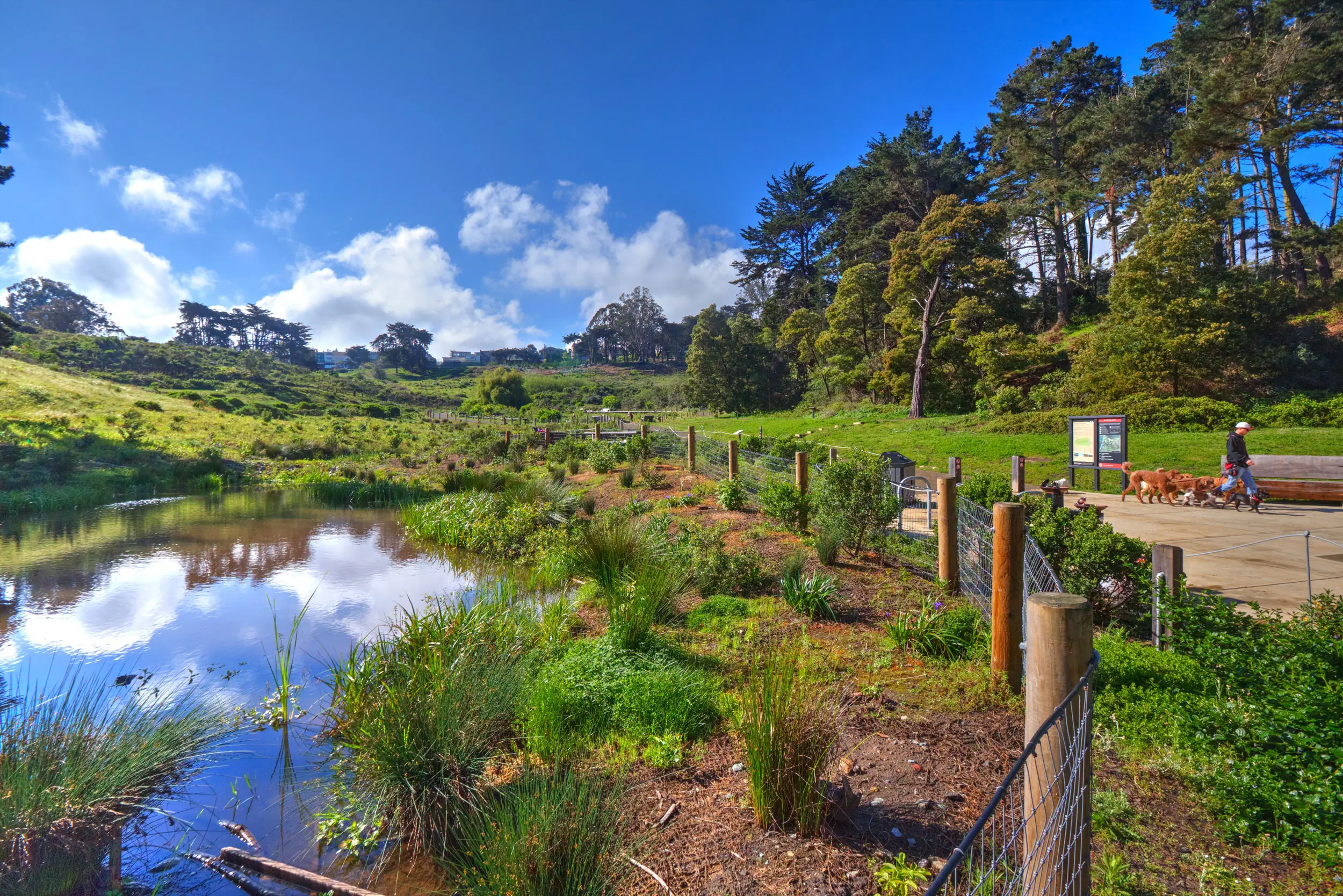 Nature and water at El Polin Spring in the Presidio of San Francisco. Photo by Marlin Lum.