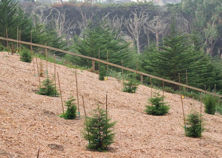 Young trees planted at West Pacific Grove near Lovers’ Lane and the Presidio Gate. Photo by Brian Vahey.