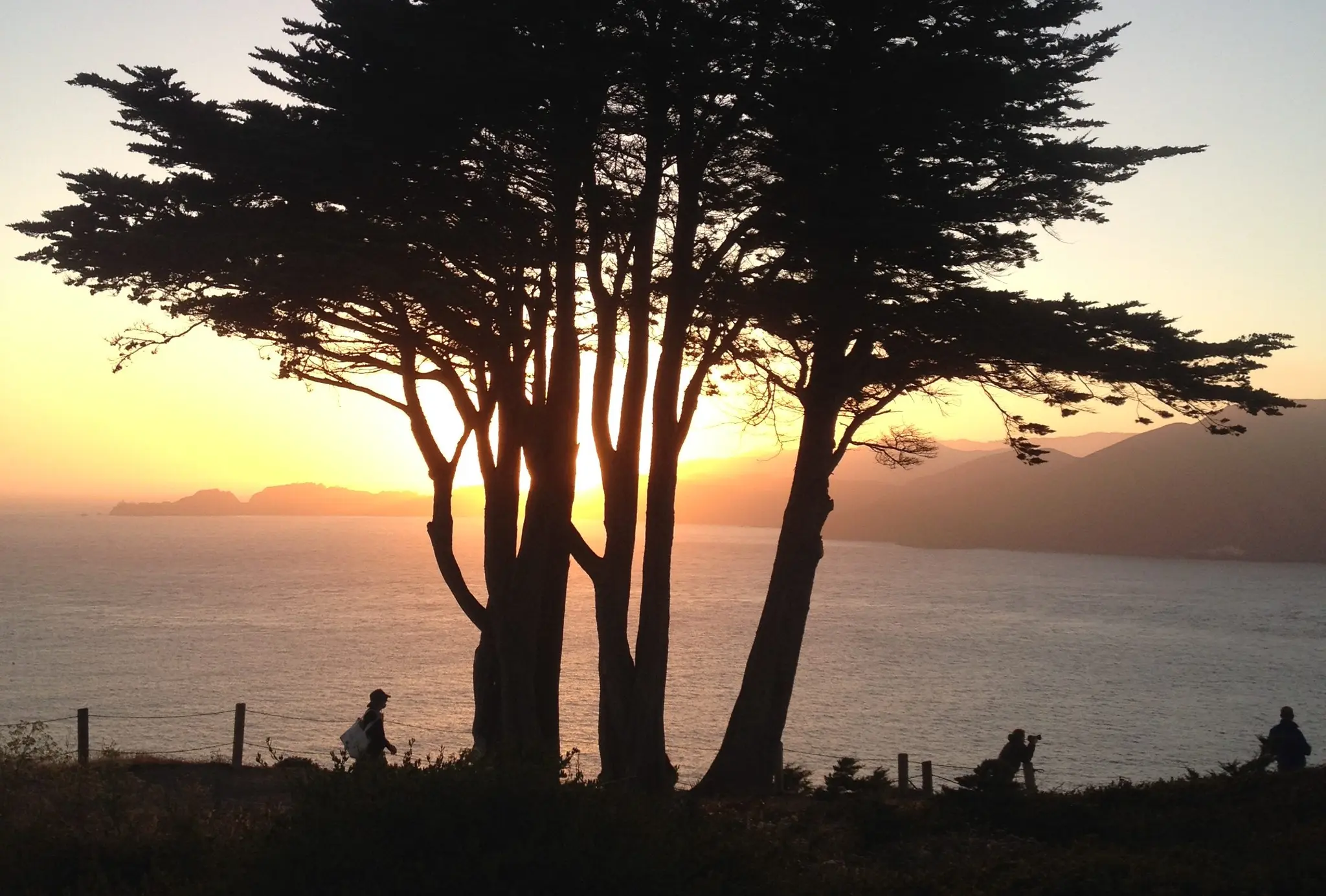 Photo of a cypress tree on the Presidio’s coastal bluffs. Photo by Scott Sawyer.