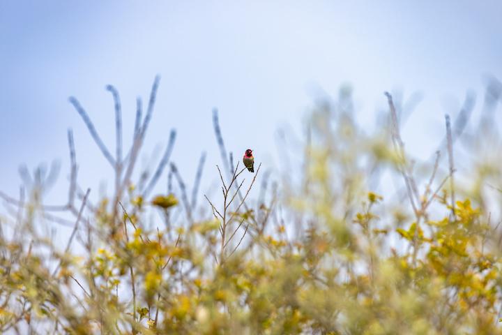 Bird on the native scrub near the Marine Cemetery Vista. Photo by Myleen Hollero.