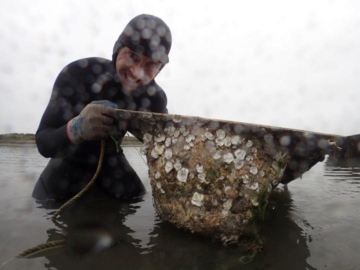 Presidio Trust staff member checks for Olympia oyster growth.