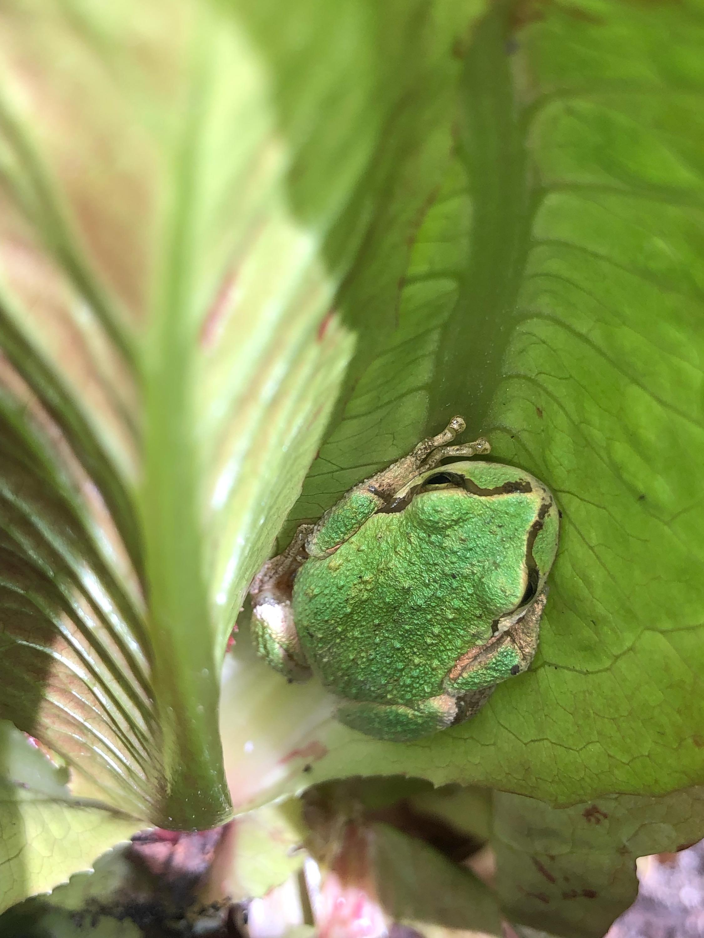 Pacific chorus frog sitting on a cabbage leaf. Photo by Frank Zawilla.