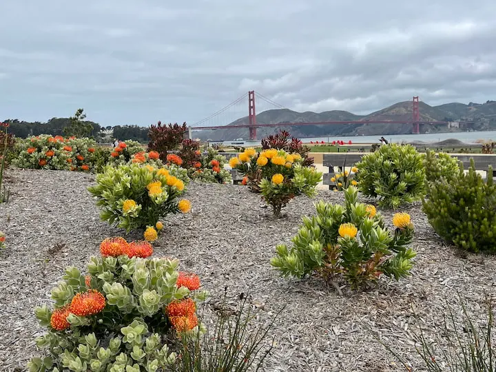 Plants at Presidio Tunnel Tops.