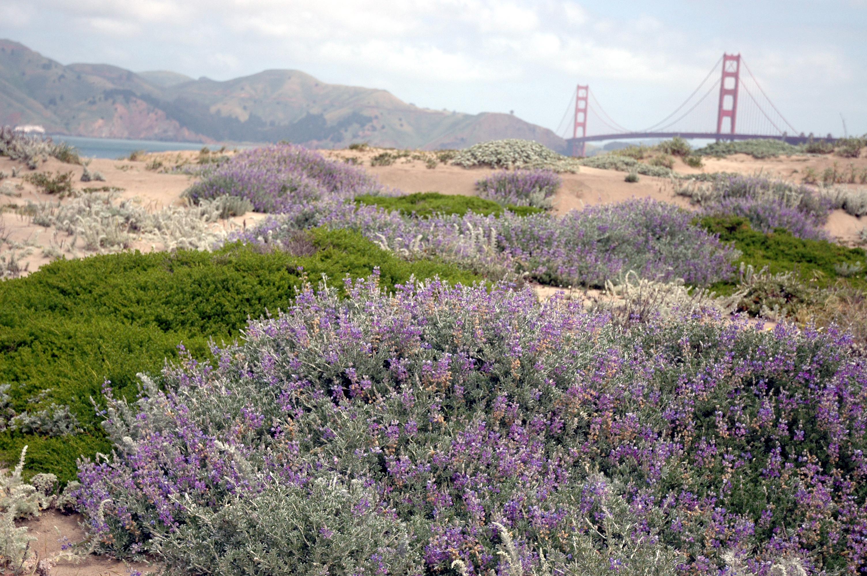 Lupine flowers in bloom at Baker Beach dunes.