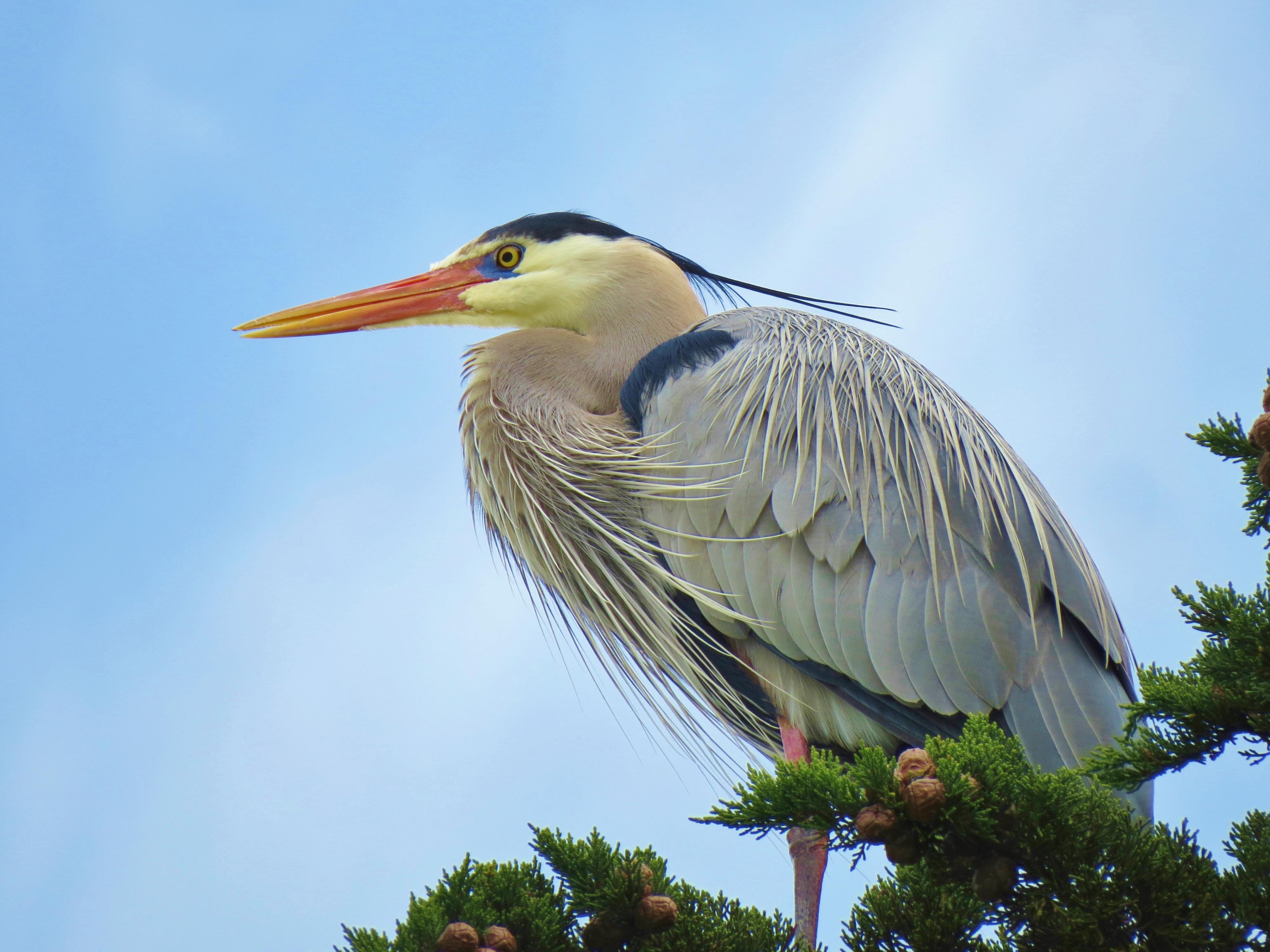 Great Blue Heron at Crissy Field.