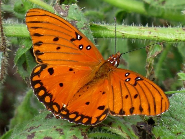 Gulf Fritillary butterfly.