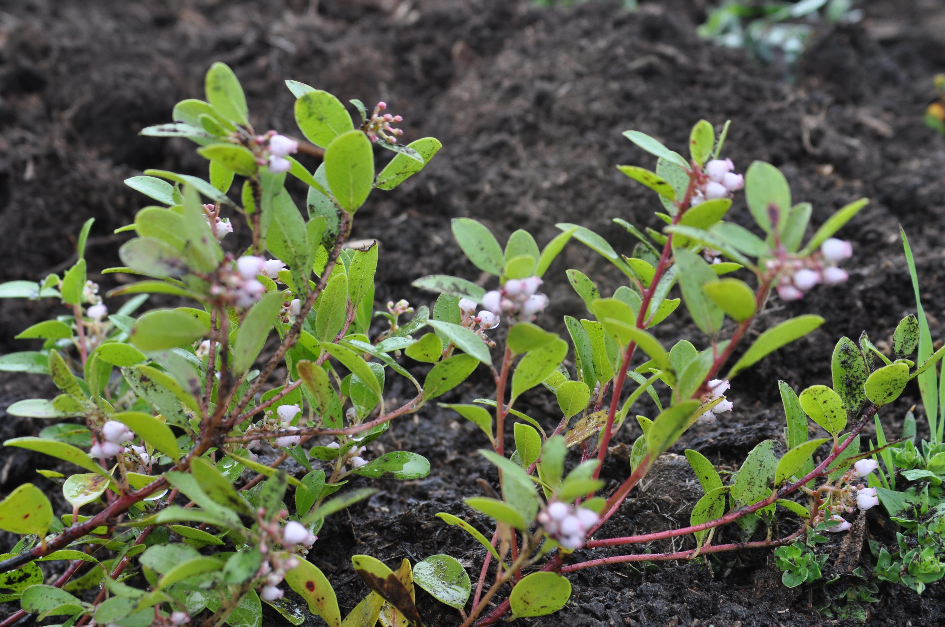 Franciscan manzanita soon after outplanting above Battery Crosby.