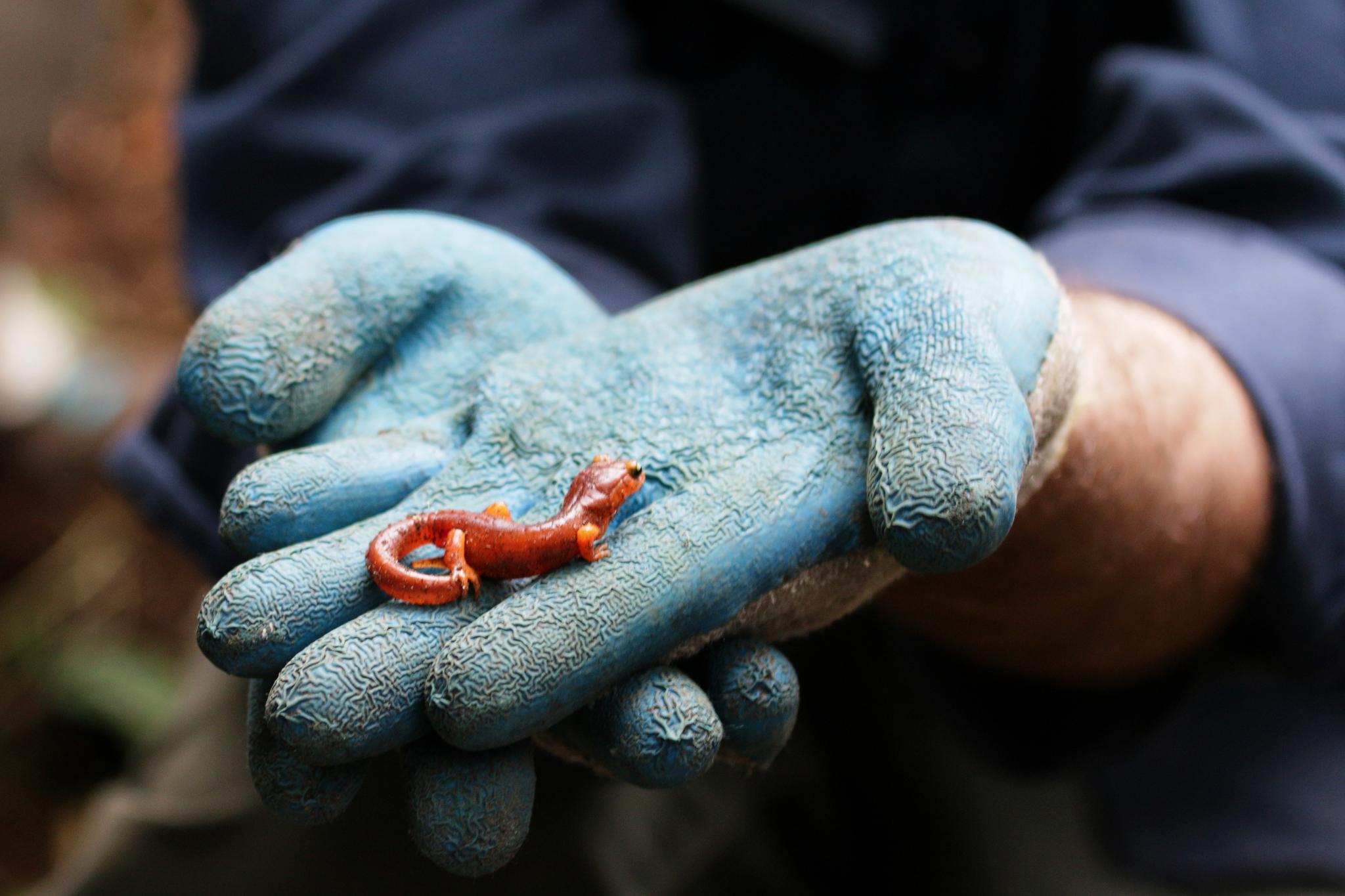 Newt release at El Polin Spring.