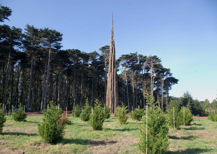 Young trees planted near Lovers’ Lane.