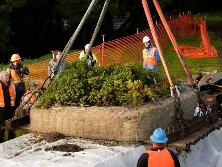 A crane relocates the last wild Franciscan manzanita from next to the Doyle Drive highway.