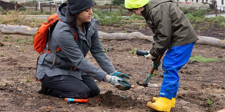 Adult volunteer with child planting in the Presidio