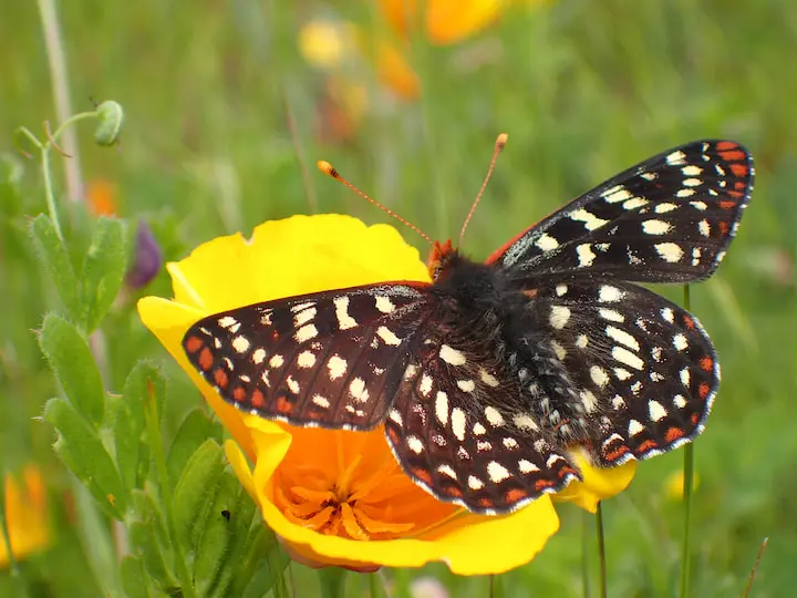 Photo of a checkerspot butterfly at El Polín Spring.