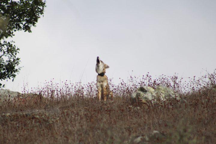 Coyote howling