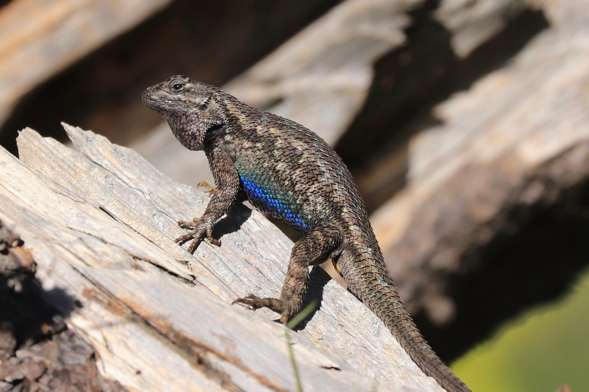 Western Fence Lizard