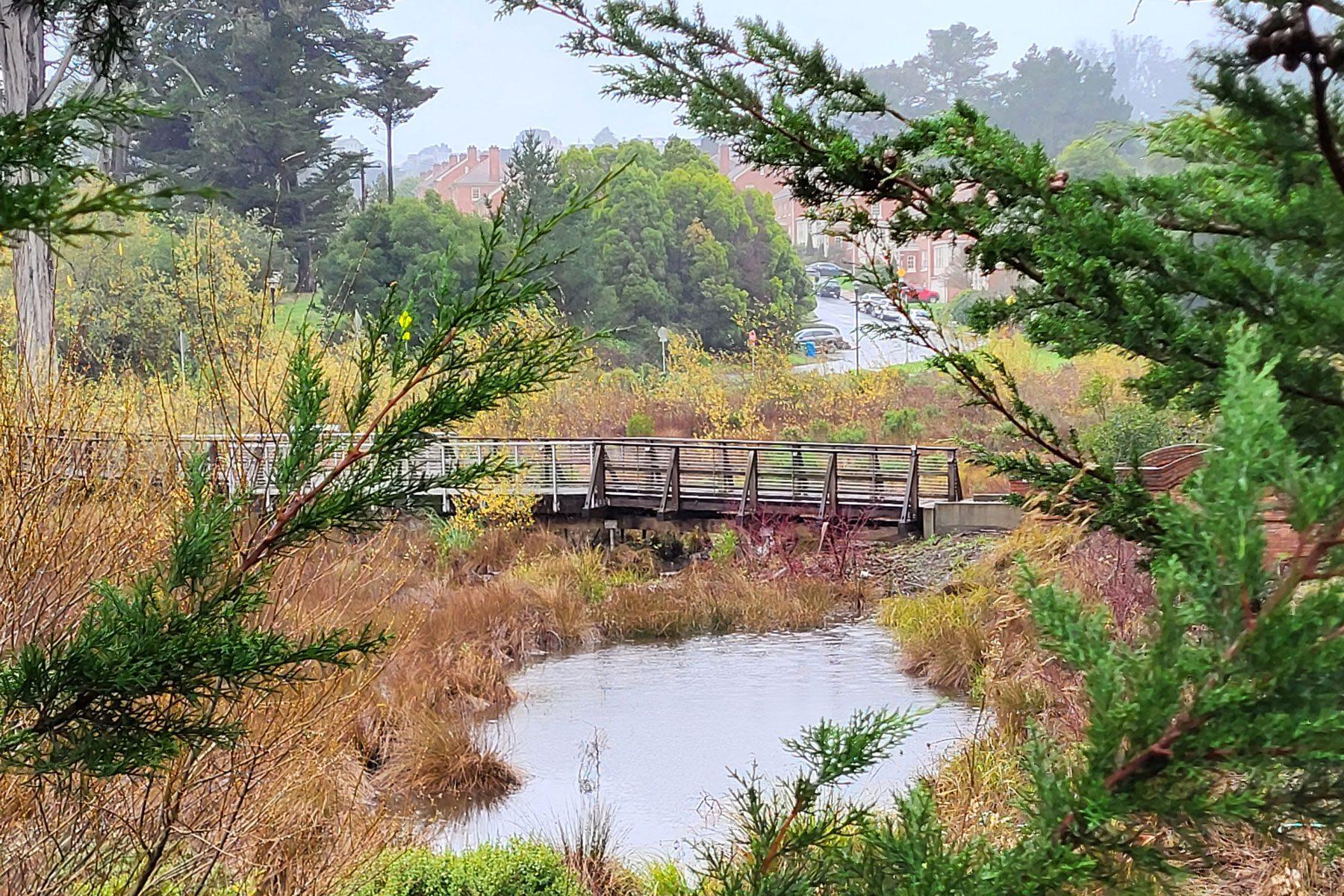 Water flowing through a creek in the Tennessee Hollow Watershed in the Presidio.