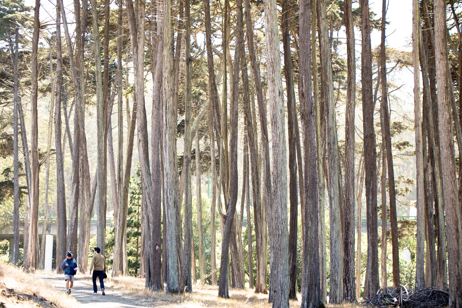 Man and woman walk beneath tall trees on the Park Trail.