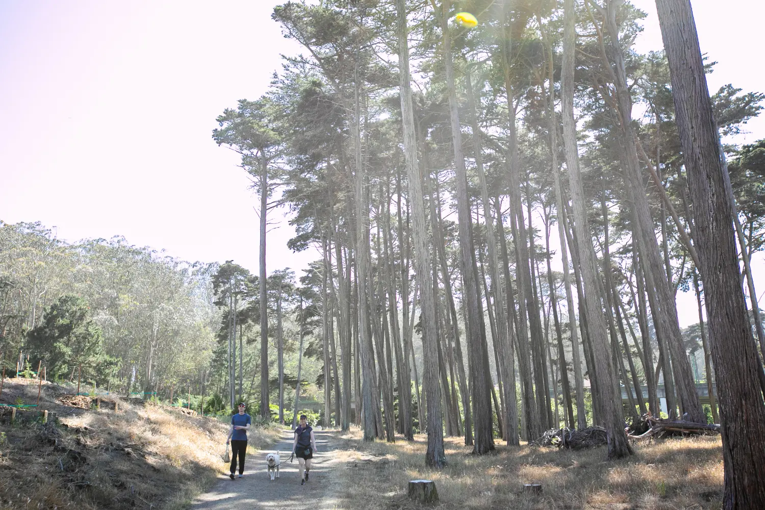 Man and woman walk a dog on leash on the Park Trail. Photo by Myleen Hollero.