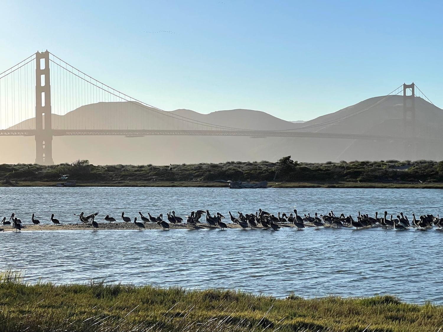 Dozens of birds at Crissy Marsh.