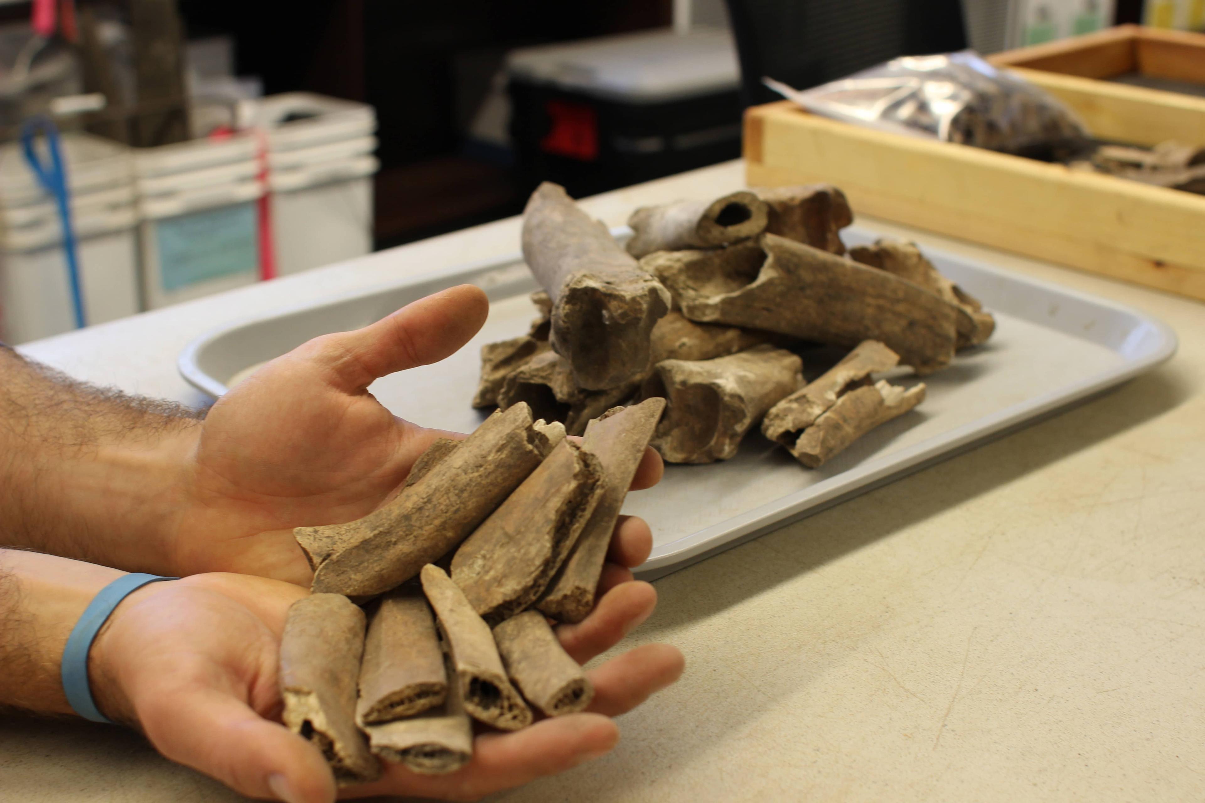 Hands holding a collection of bones.