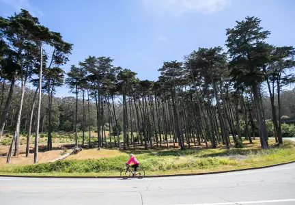 Image of trees in the park.