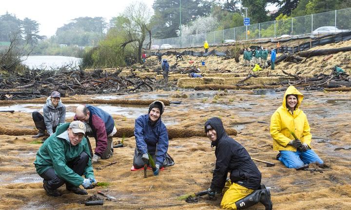 Volunteers planted native plants at Mountain Lake in 2014.