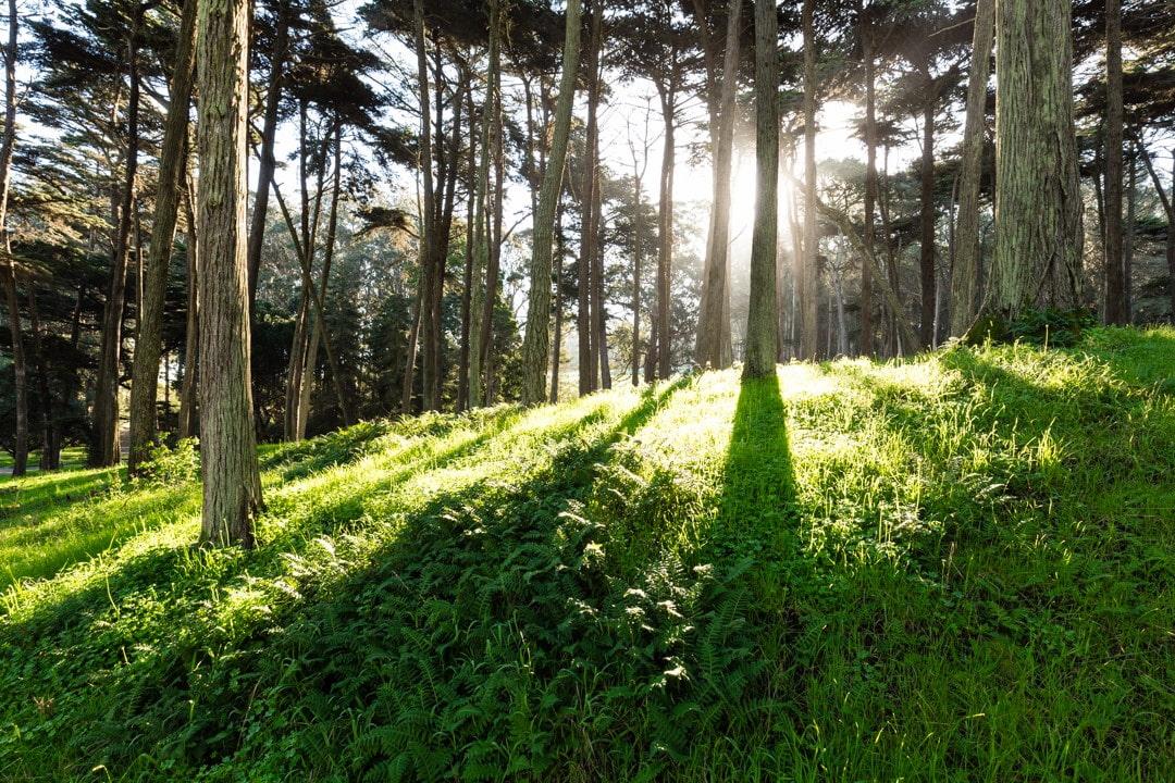 Presidio Forest.