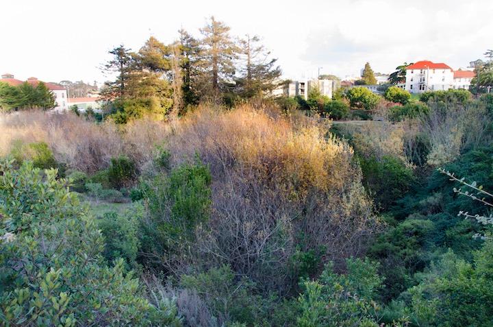 Colorful wildflowers at Thompson Reach in the Presidio.