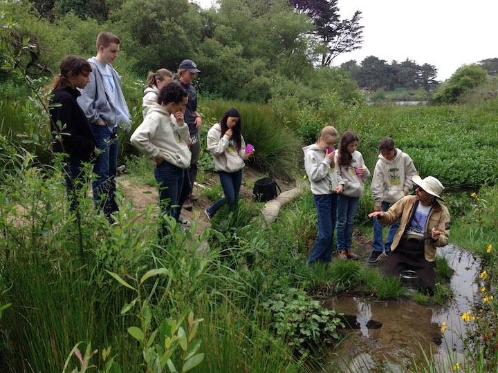 Students reintroducing native Pacific chorus frogs to Mountain Lake in 2015.