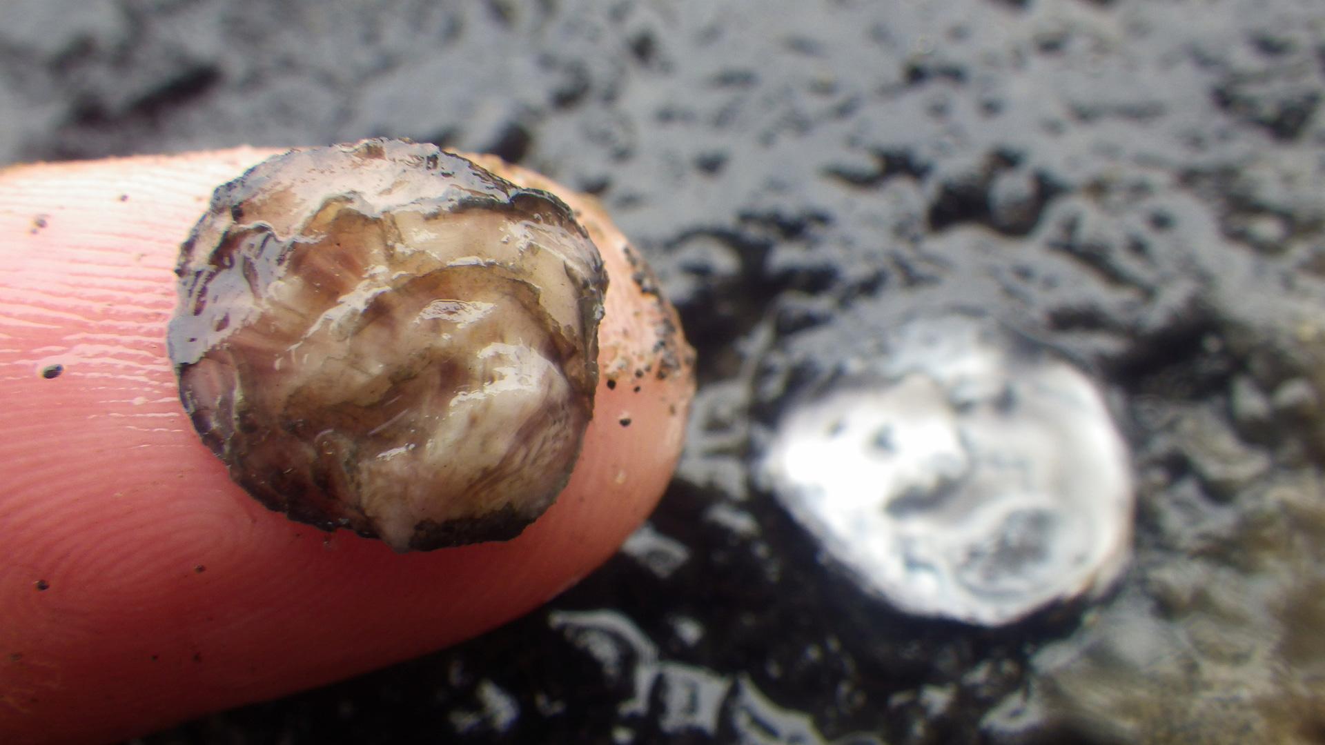 Small round oyster on finger tip