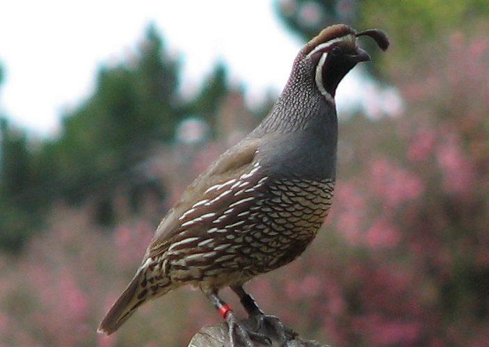 Quail standing on wood