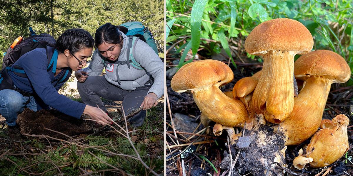 split image of man and woman observing mushrooms on the left and an image of mushrooms on the right