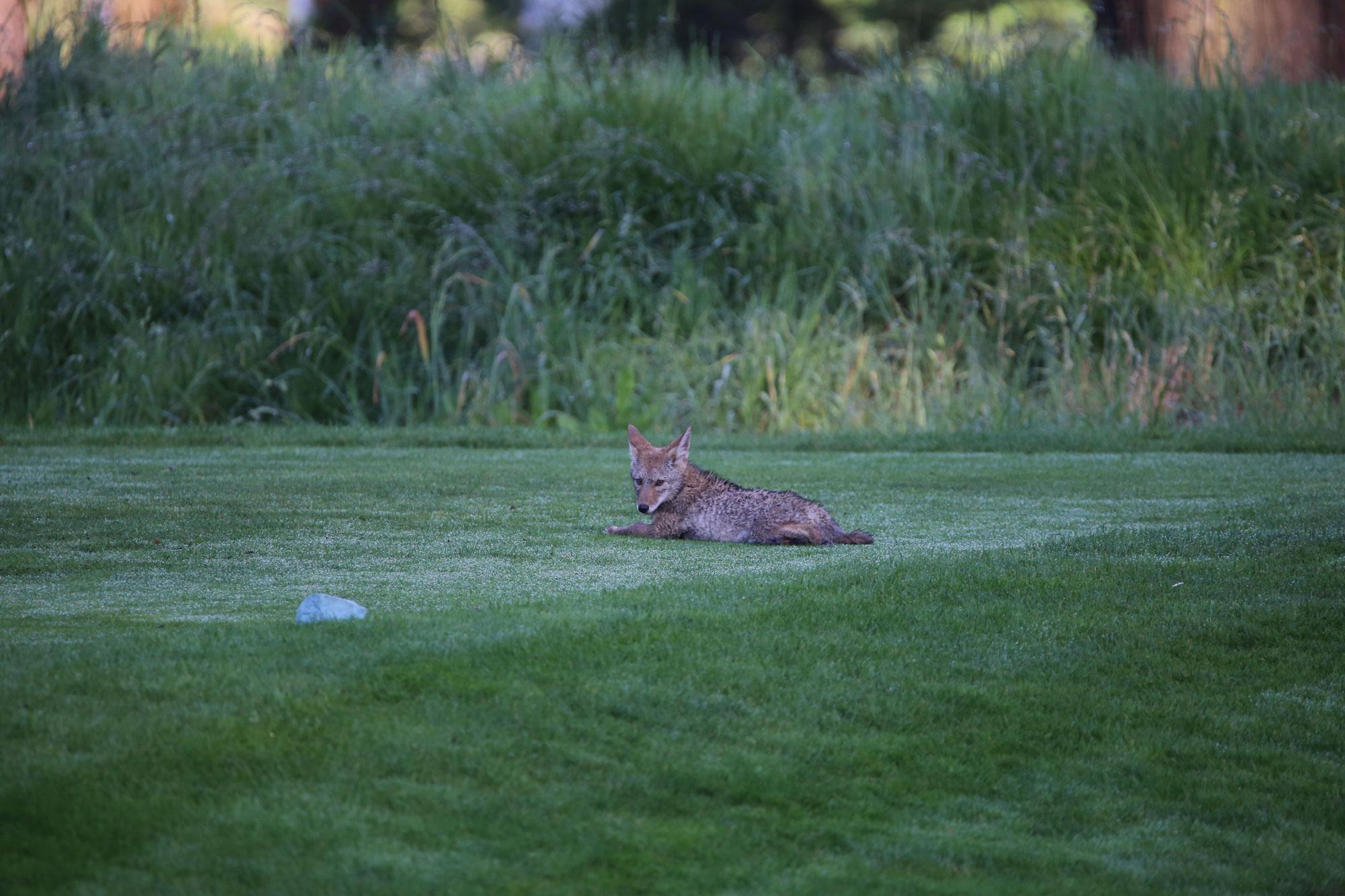 Coyote Pup Playing at Golf Course
