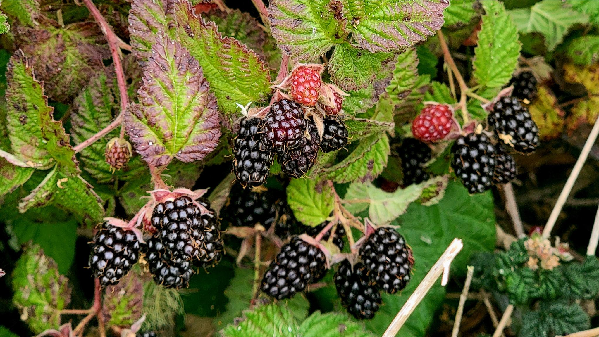 blackberries on the vine