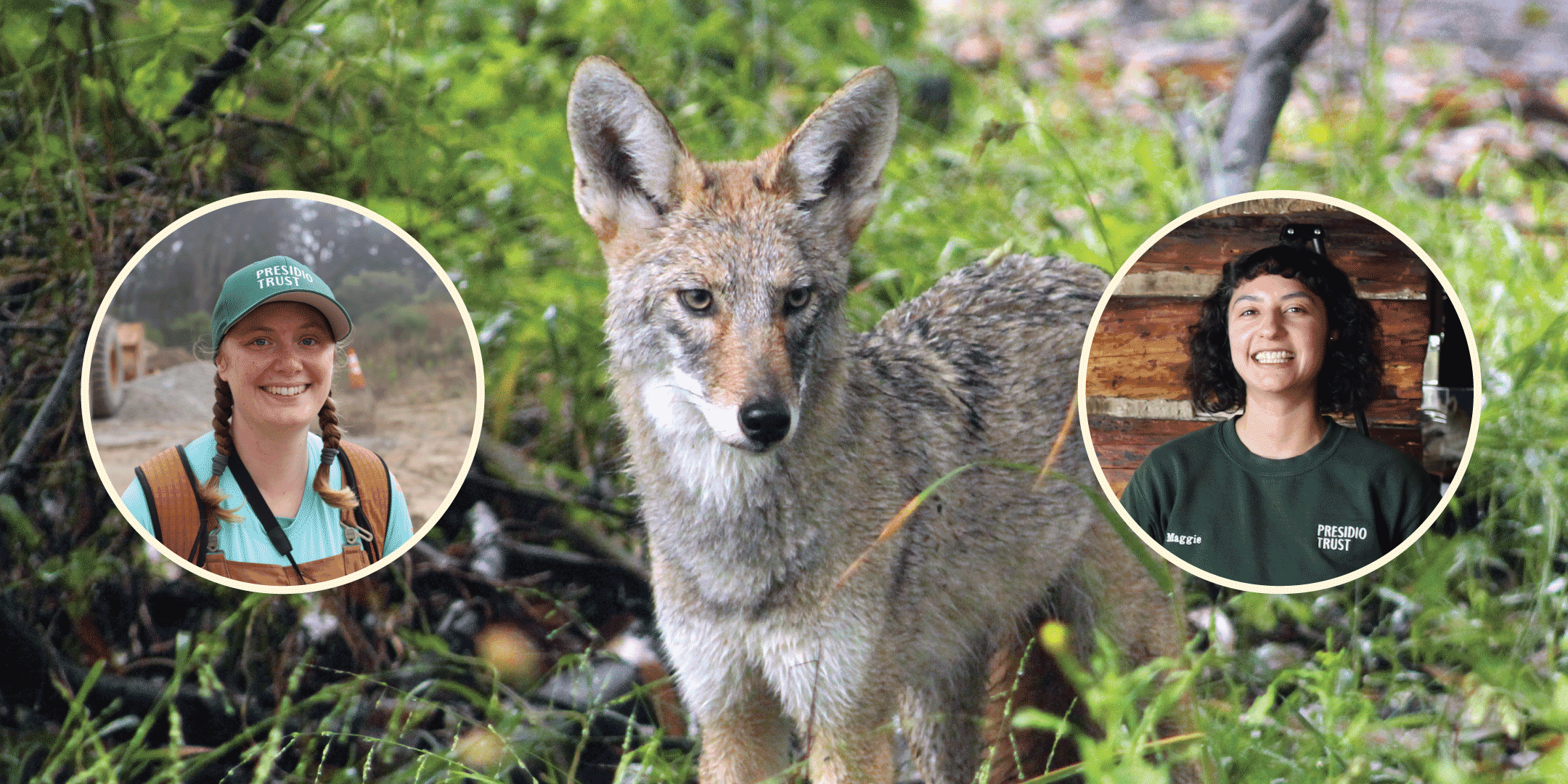 graphic made with two women in circles on the side and a coyote in the center