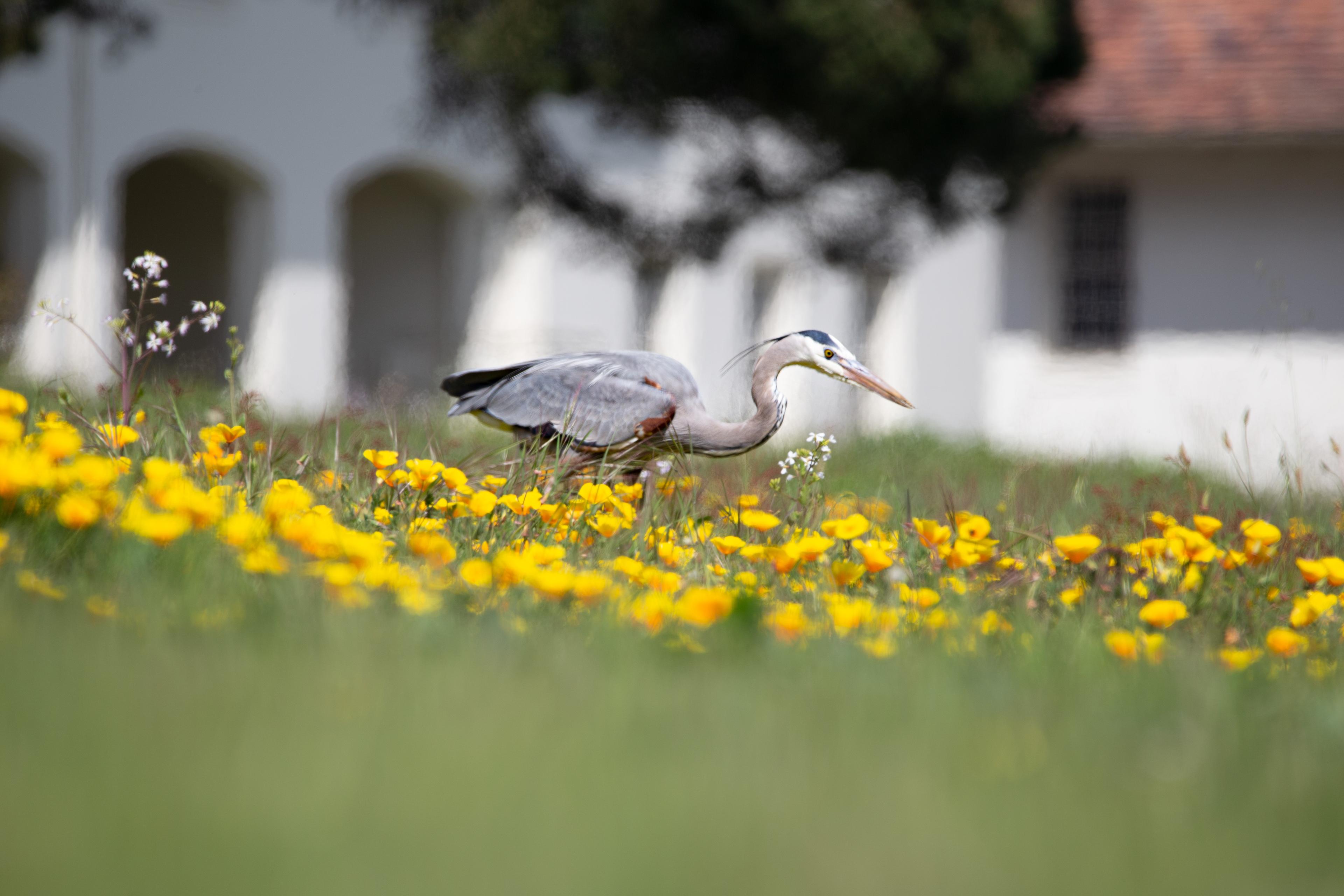 Blue Heron walking through grass at Fort Scott