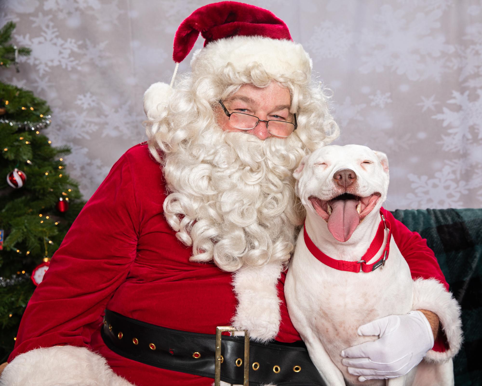 Santa with a cute smiling white dog with red collar.