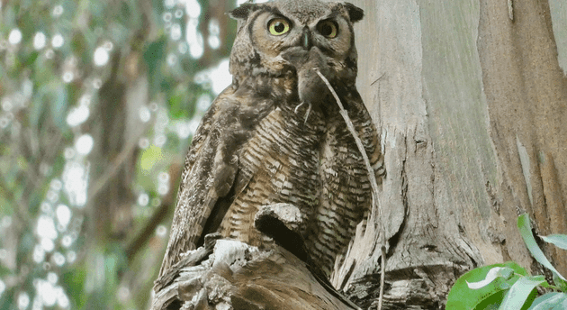owl sitting on a perch