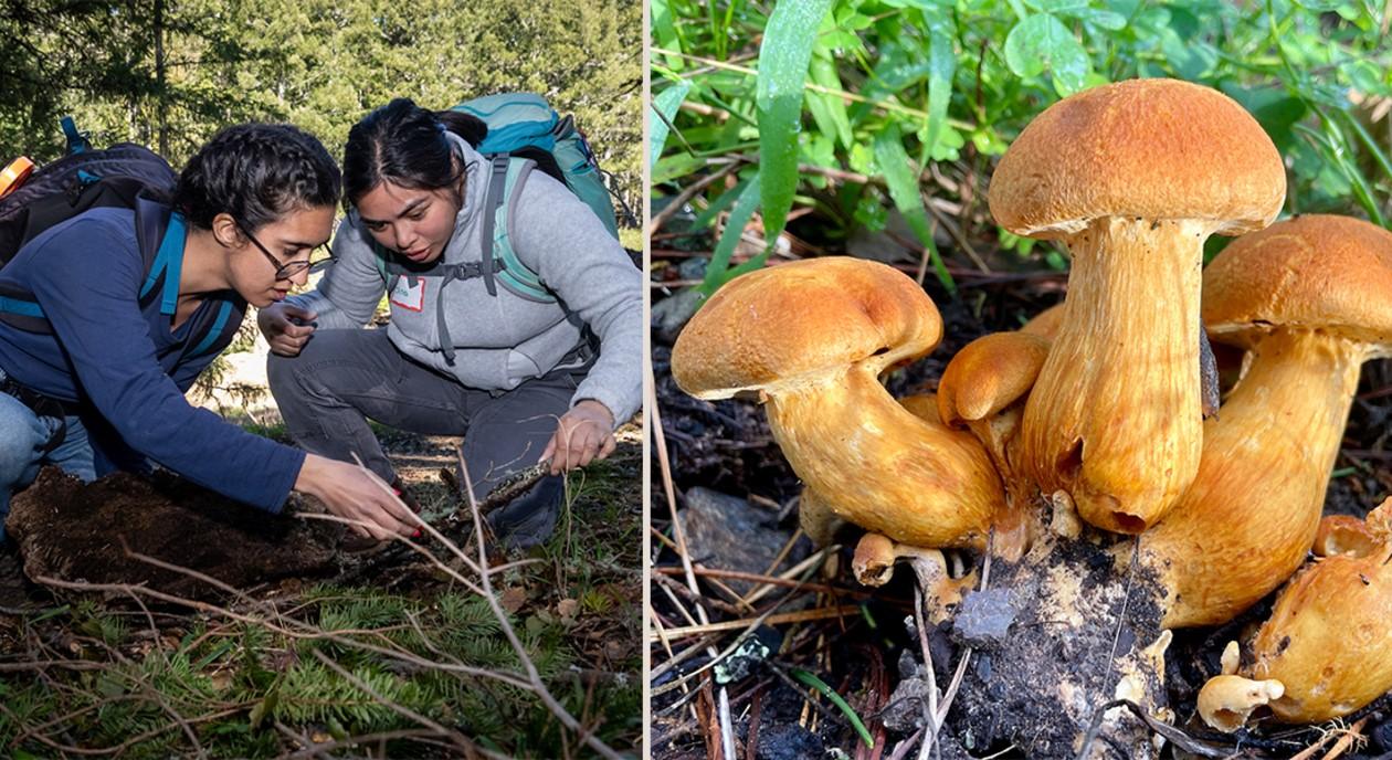 Looking for fungi in the Presidio