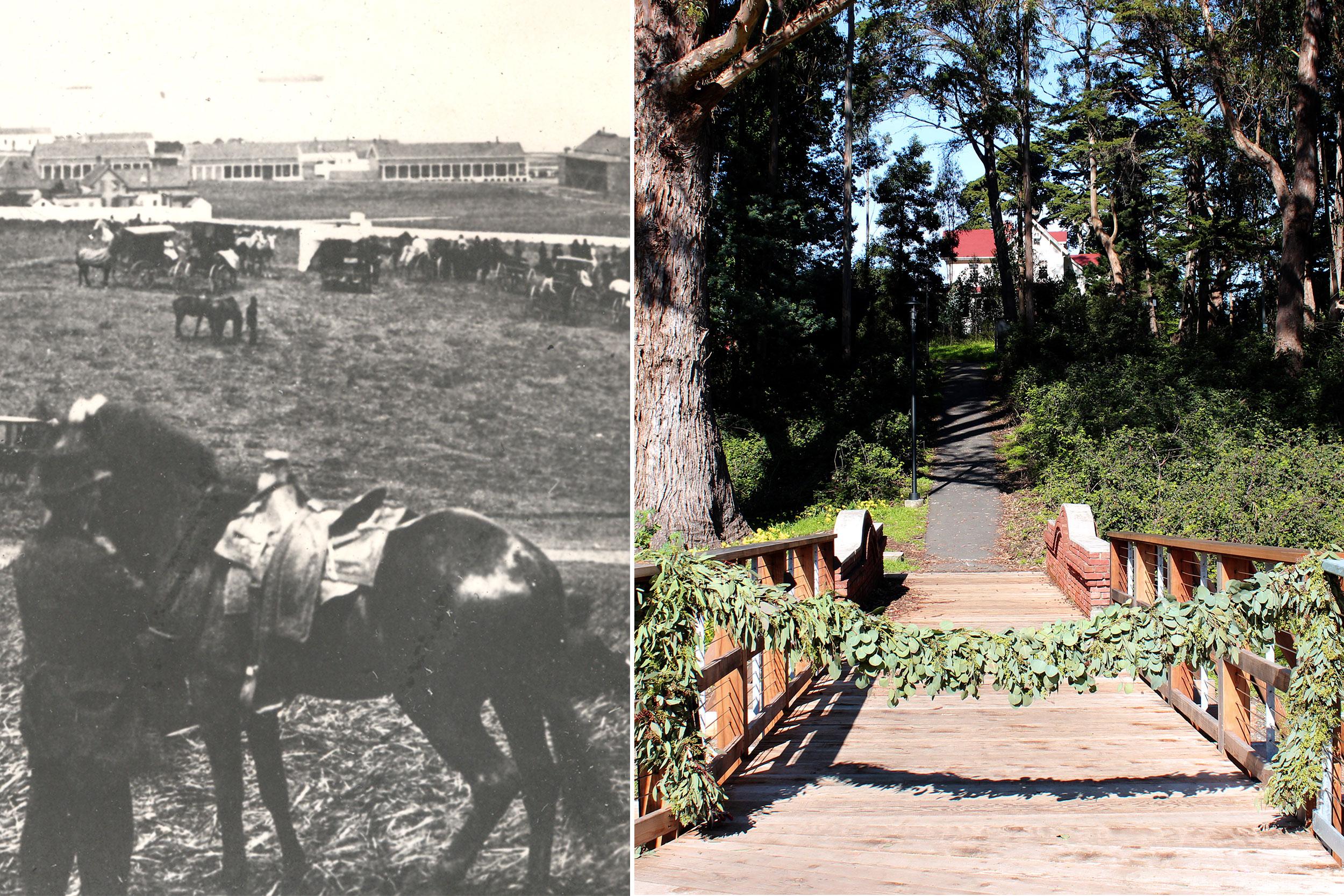 MacArthur Meadow then as a racetrack and now as a trail