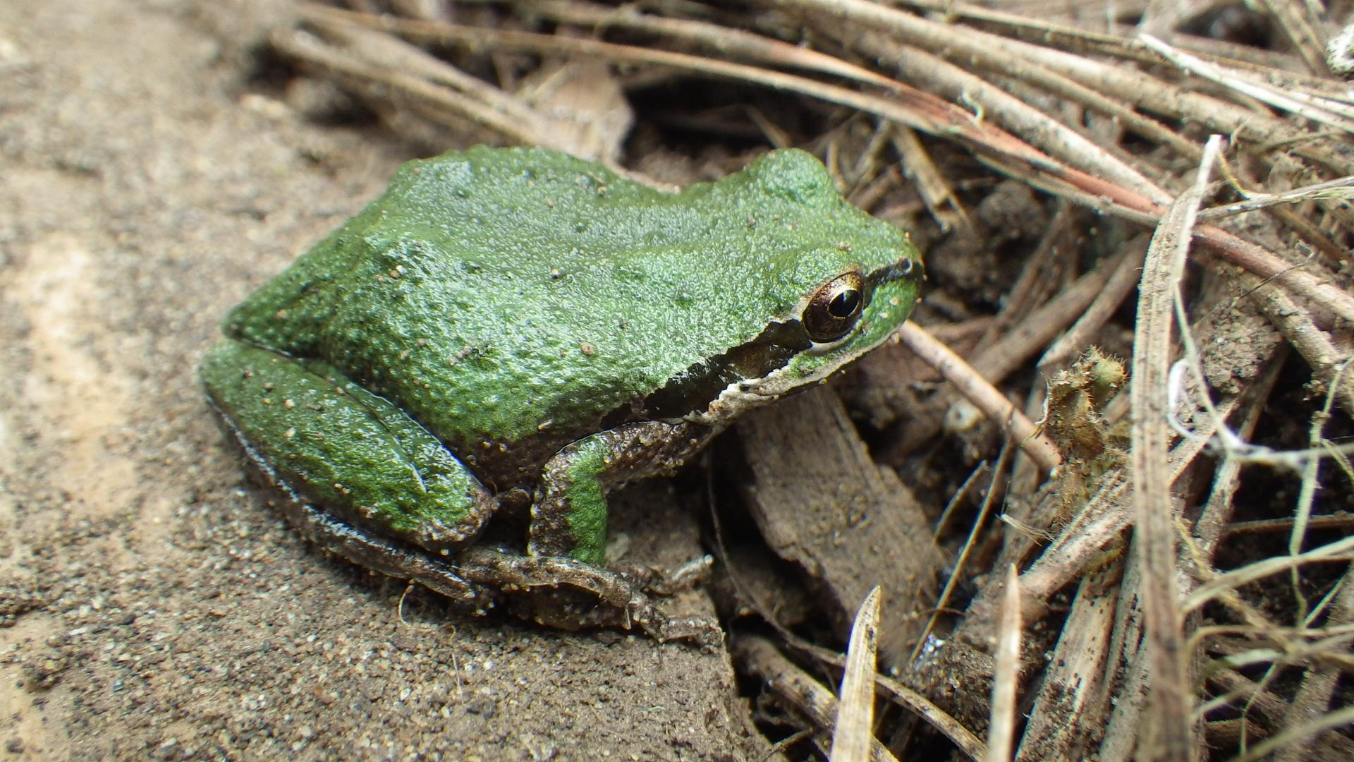 Side view of green frog