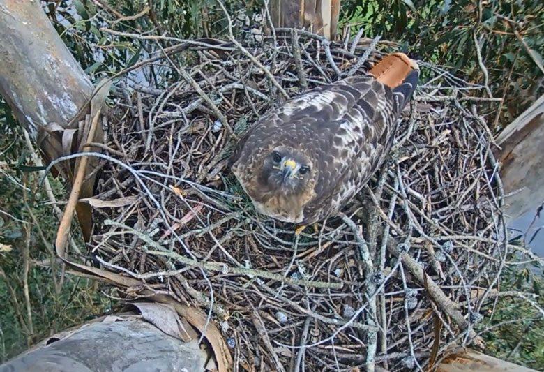 Red-tailed mother hawk in nest looking upward