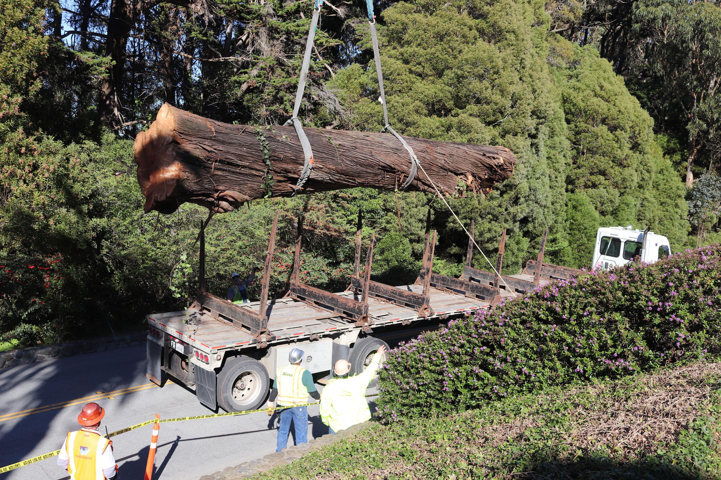 Fallen Monterey Cypress Tree in the Presidio