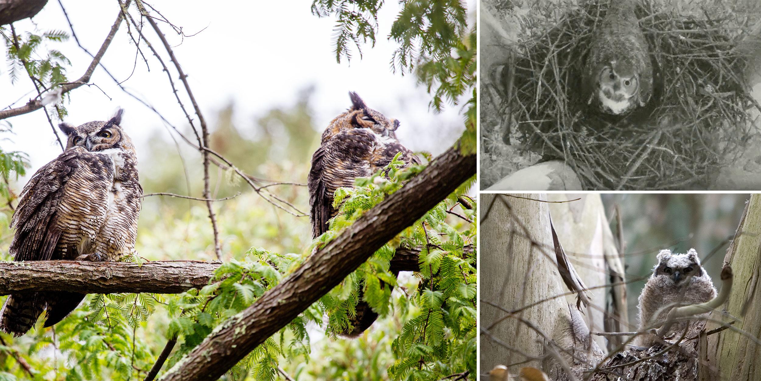 Various Great Horned Owls in the Presidio