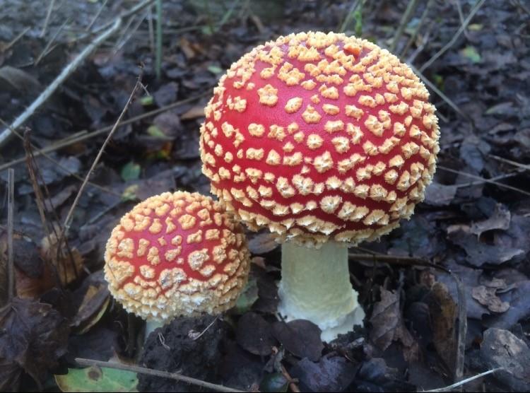 Close-up view of a red, white, and yellow fungi, fly agaric