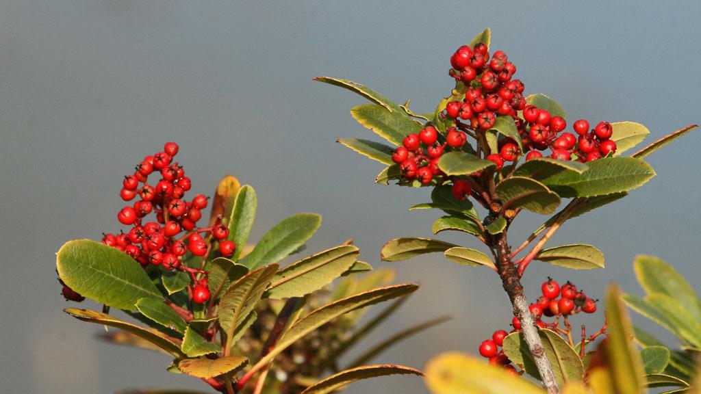 Red Christmas berries and green leaves