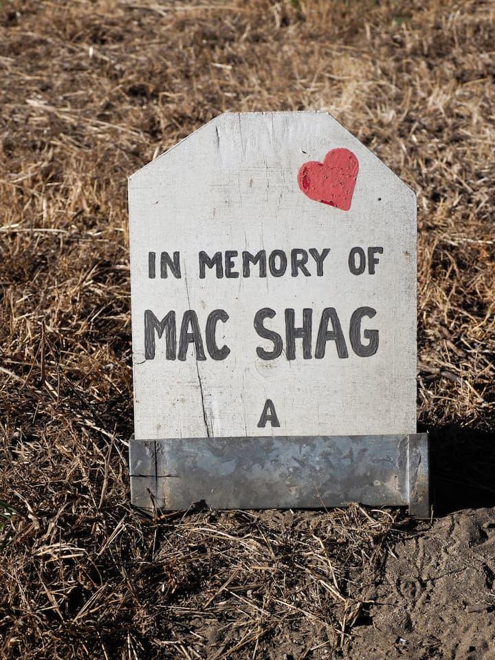 Pet gravestone that reads, “In memory of Mac Shag.” Photo by Dan Friedman.